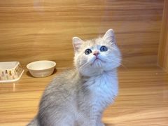 -猫十亿·布偶金渐层·曼基康矮脚猫舍(青年路店)