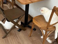 -有猫主题·治愈系猫咖(曾厝垵店)
