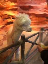 -酷嗒动物文化乐园(cutezoo西溪乐天城店)