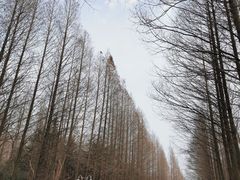 -日照海滨国家森林公园