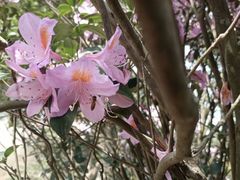 -梧桐山风景名胜区