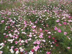 景点-武汉紫薇都市田园