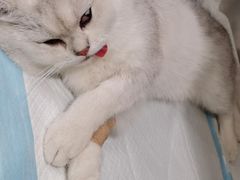 -艾吉宠物医院·疑难杂症转诊中心·猫友好(碧江路院)