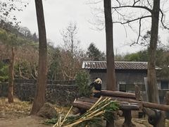 -都江堰中华大熊猫苑