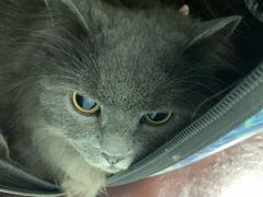 -嘉馨宠物医院·CT影像转诊·心脏科·犬猫全科诊疗中心(下沙大学城院区)