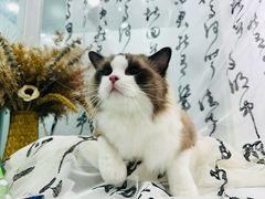 -爱洗澡的猫(望京店)