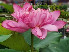 -莲花池公园