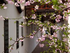 -桃花堤公园