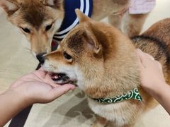 -逗柴咖啡屋·狗咖猫咖宠物桌游