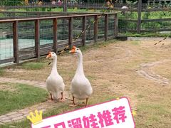 -前小桔亲子创意农场·草莓采摘·露营烧烤