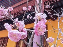 -太平禅寺