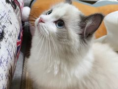 -lincat·猫舍(广州店)