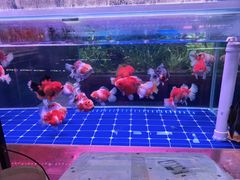 -双季花艺园艺市场(浦东店)