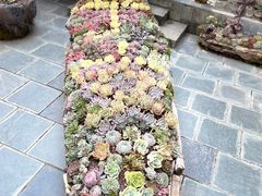 -寂照庵