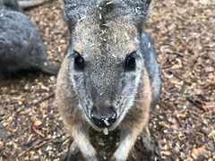 -费瑟代尔野生动物园