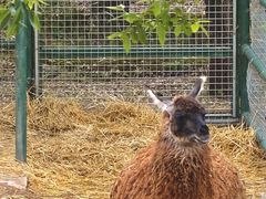 -青藏高原野生动物园