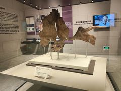 -北京周口店北京人遗址博物馆