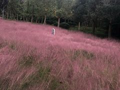 -昆山城市生态森林公园