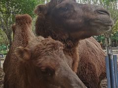 -长白岛森林公园