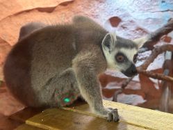 -Zoolung Zoolung动物主题公园(海信广场店)