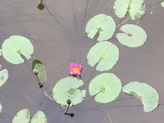 -重庆彩云湖湿地公园
