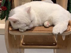 -飞行喵MR PILOT|猫舍·猫咖(静安大融城店)