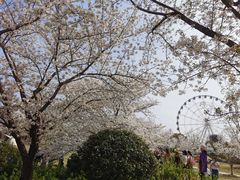 -顾村公园