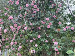 -昆山城市生态森林公园