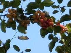 -大兴滨河森林公园