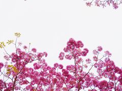 -莲花山公园