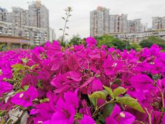 -haxnbauer海森堡德国餐厅(深圳coco店)