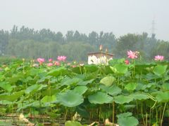 -白洋淀景区
