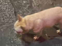 -兰桂坊