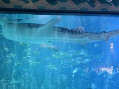 -烟台海昌鲸鲨海洋公园