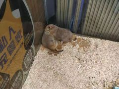 -龟与熊猫宠物公园(南坪店)