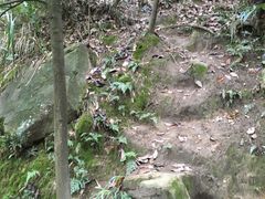 -南山植物园