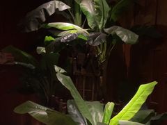 -紫莲花足道(柯桥古镇店)