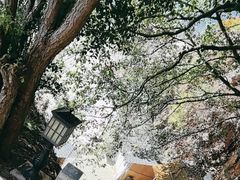 -南诏风情岛