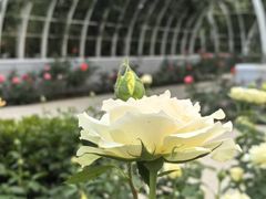 -大望京公园
