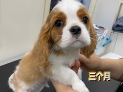 -多乐狗狗宠物训练工作室