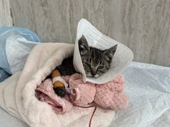 -爱派特动物医院·全科诊疗中心