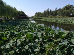 -白洋淀景区