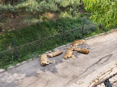 -大连森林动物园