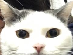 -宠爱国际动物医院· 猫科· 外科·中兽医(长白店)