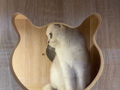 -1013 PET SHOP精品宠物商店(丁香店)