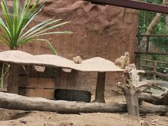 -清迈夜间动物园