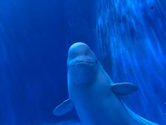 -多彩贵州城极地海洋世界