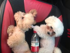 -FAELING PETS美天灵宠物(富力广场店)