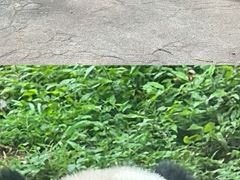 -都江堰中华大熊猫苑
