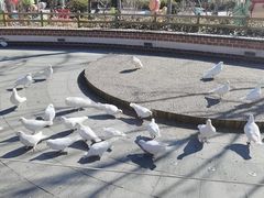 -南宫五洲植物乐园